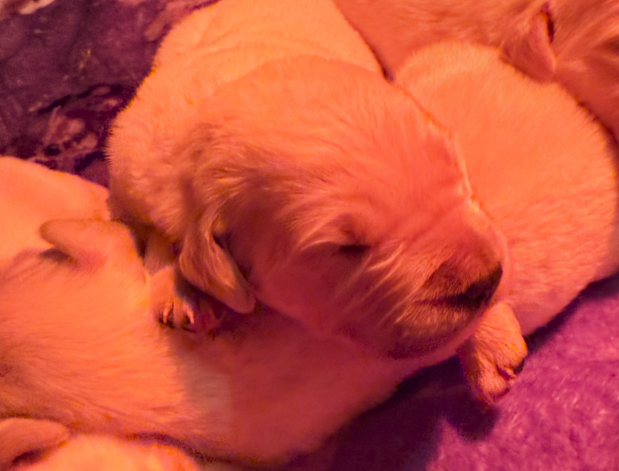 puppy