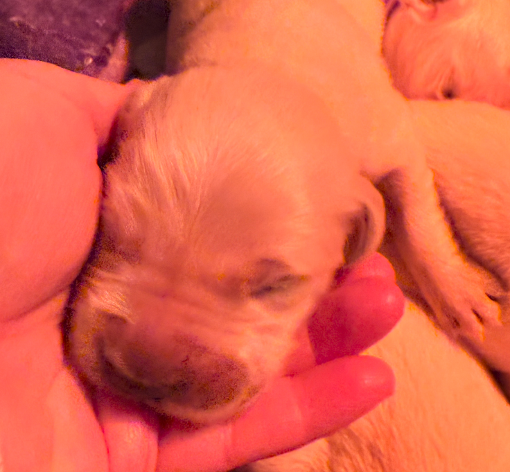 puppy