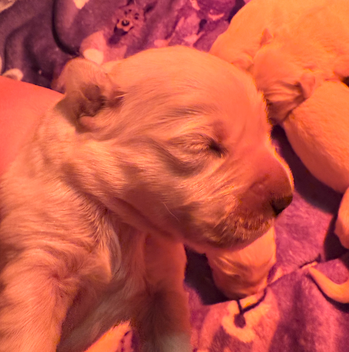 puppy