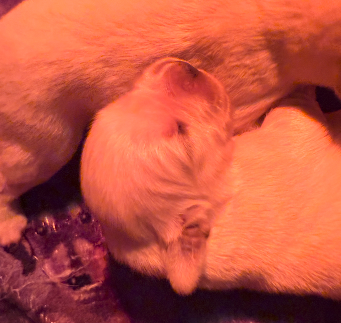 puppy