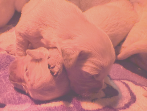 puppy