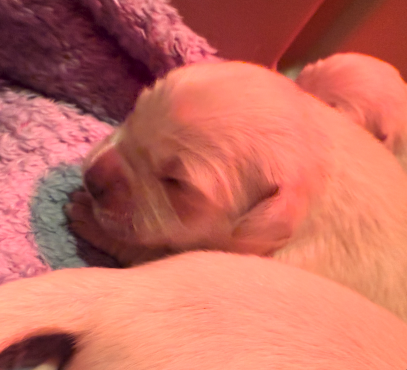 puppy
