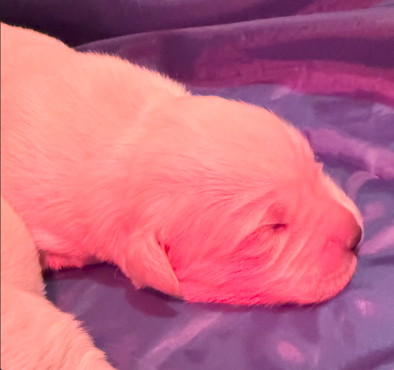 puppy