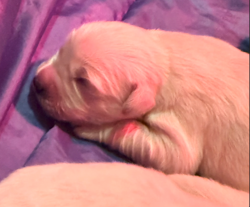 puppy