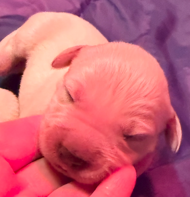 puppy