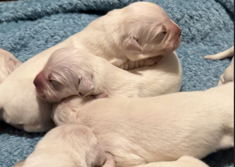 puppy