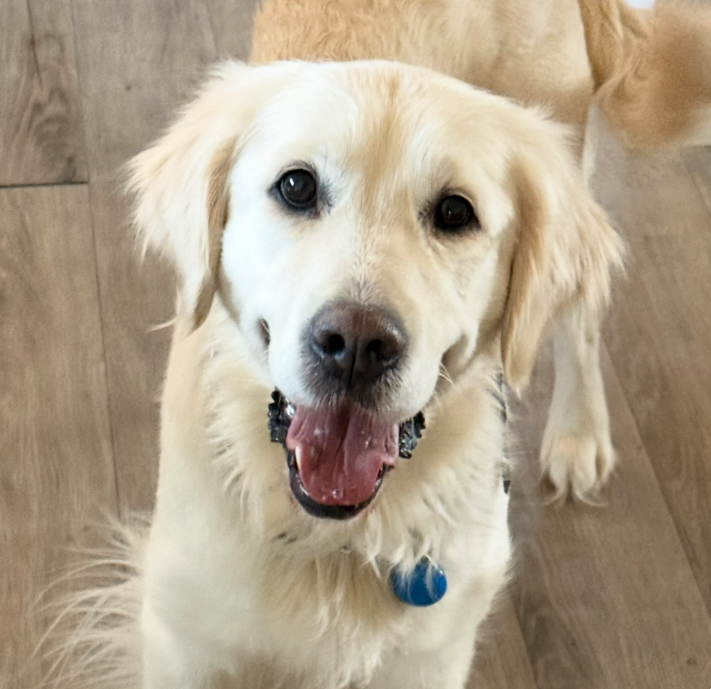 cute puppy picture